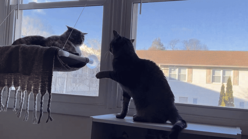Cat fight